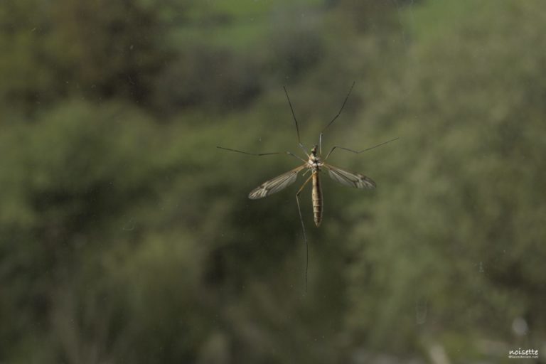 Moustique sur vitre